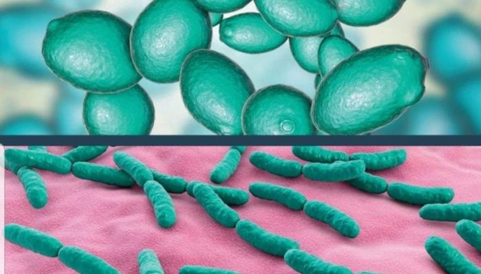 Cosa influenza il microbiota intestinale ?